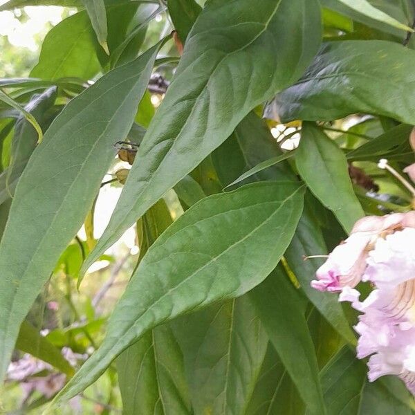× Chitalpa tashkentensis Leaf