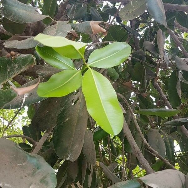 Calophyllum inophyllum Lapas