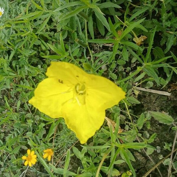 Oenothera affinis Flors