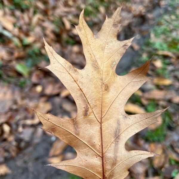 Quercus rubra 葉