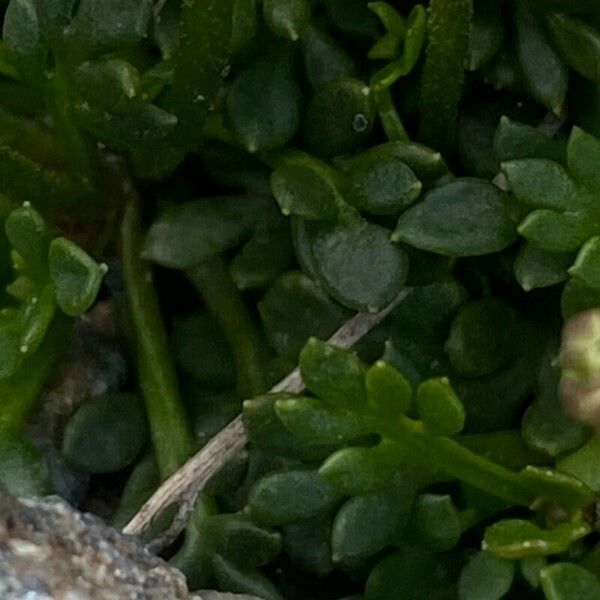 Hornungia alpina Лист