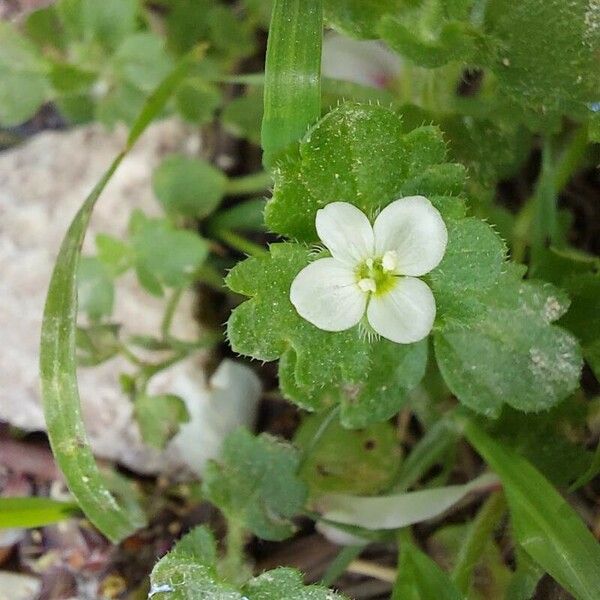 Veronica cymbalaria Kwiat