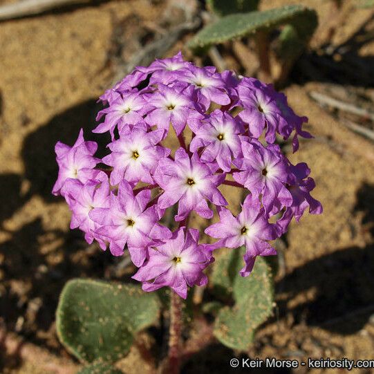 Abronia umbellata Flower