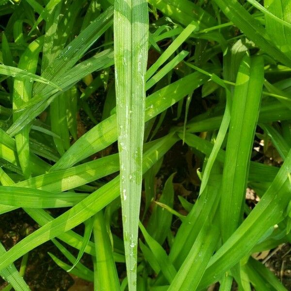 Tradescantia virginiana Feuille