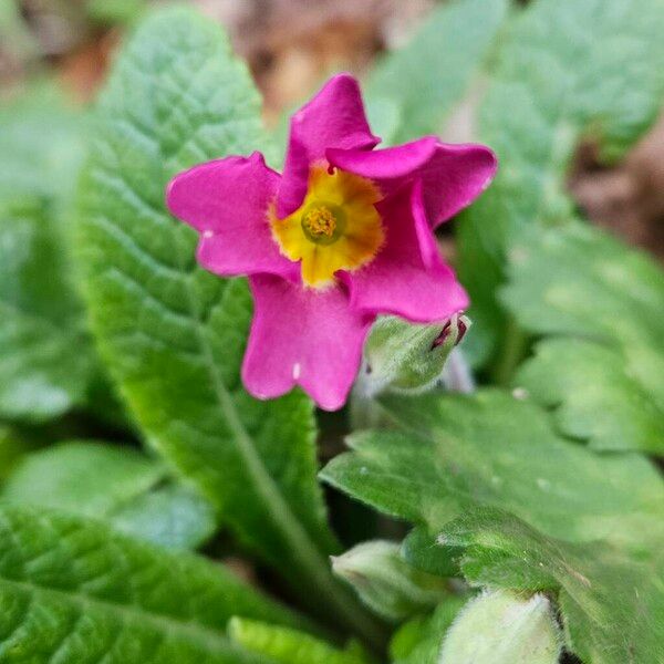 Primula × polyantha Õis