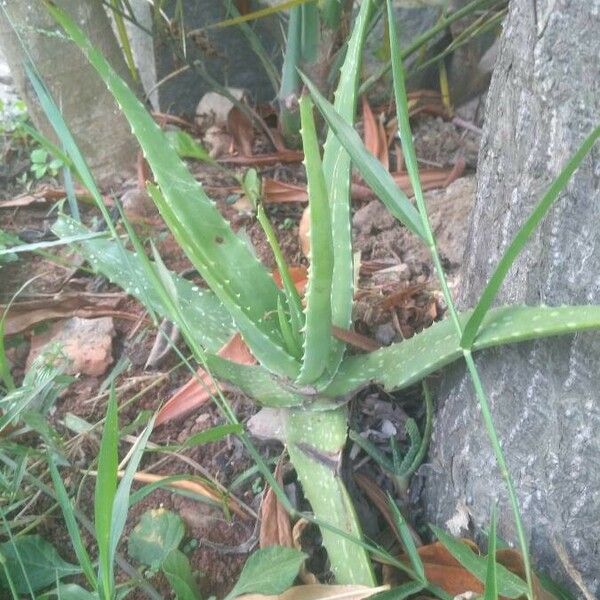 Aloe vera Yaprak