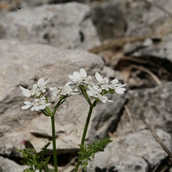 Tordylium apulum Blüte