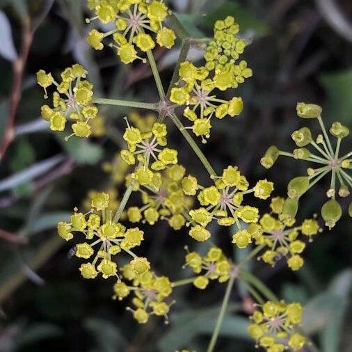 Pastinaca sativa Flower