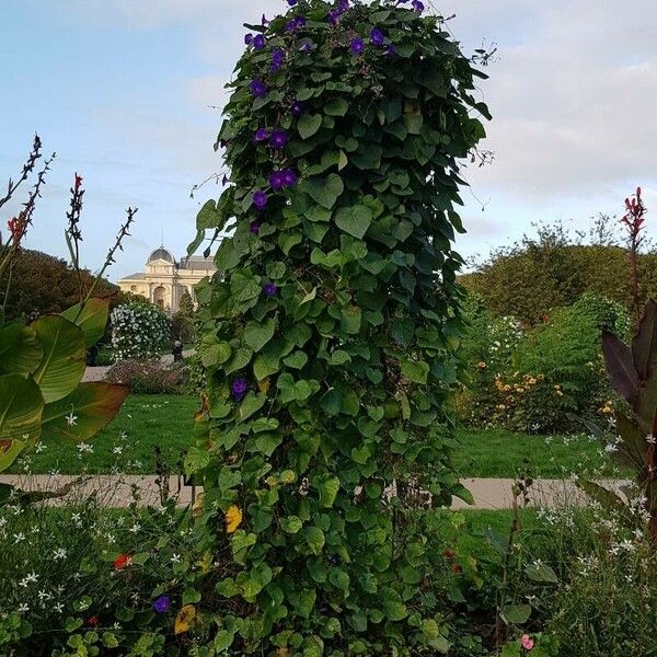 Ipomoea purpurea Plante entière