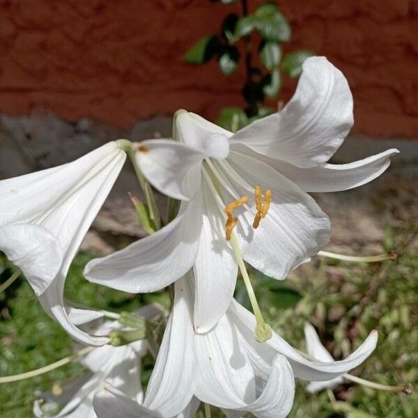 Lilium candidum 花