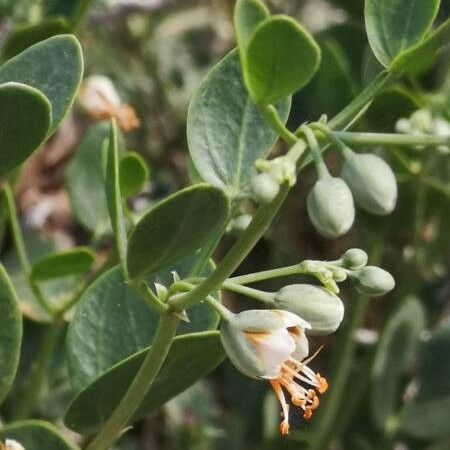 Zygophyllum fabago Flower