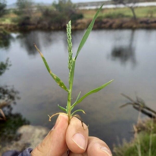 Catapodium marinum Fleur