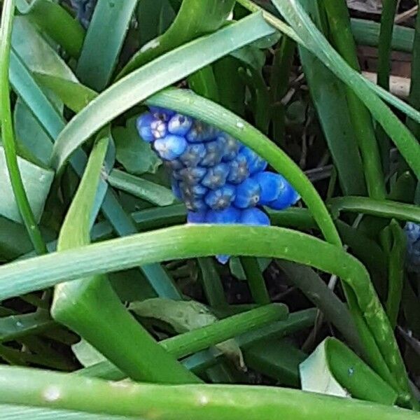 Muscari armeniacum Flower