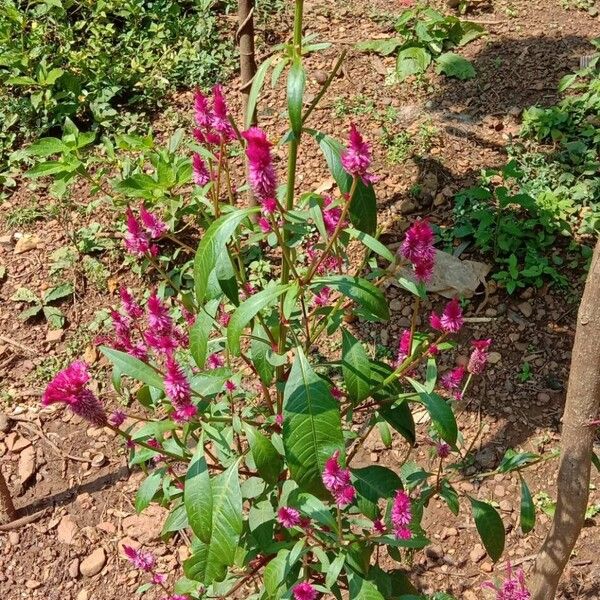 Celosia argentea Habit