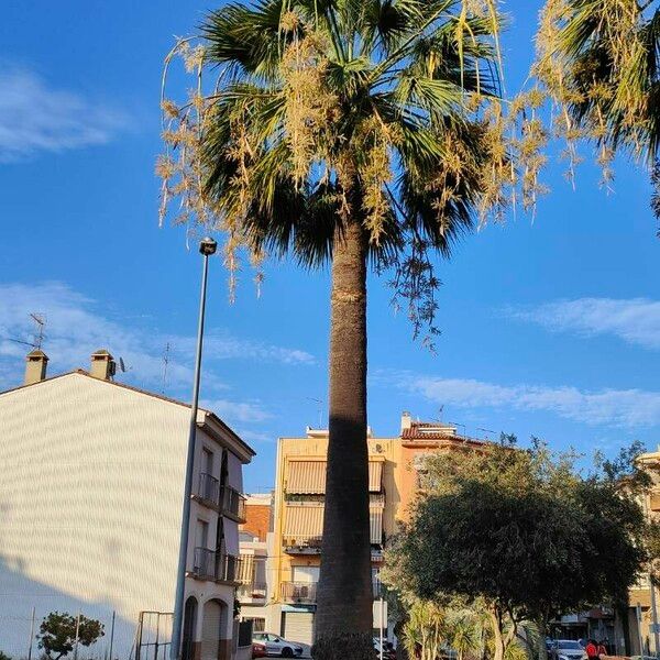 Washingtonia filifera Кветка