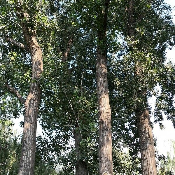 Populus simonii Habit