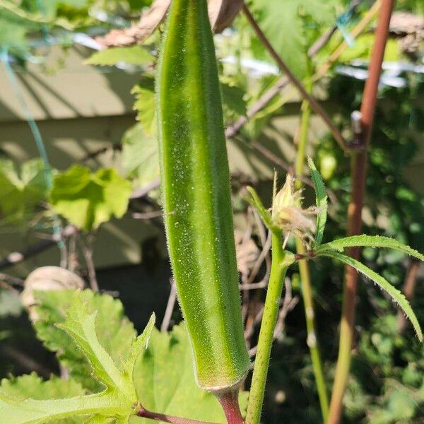 Abelmoschus esculentus Fruit