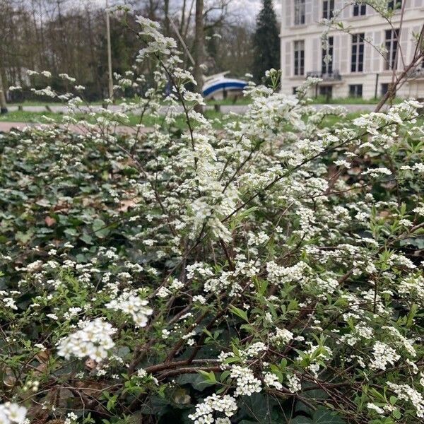 Spiraea hypericifolia 整株植物