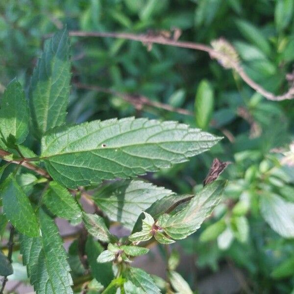 Salvia uliginosa Lehti