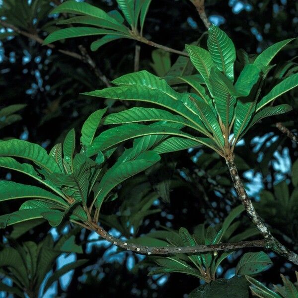 Pouteria sapota Bark