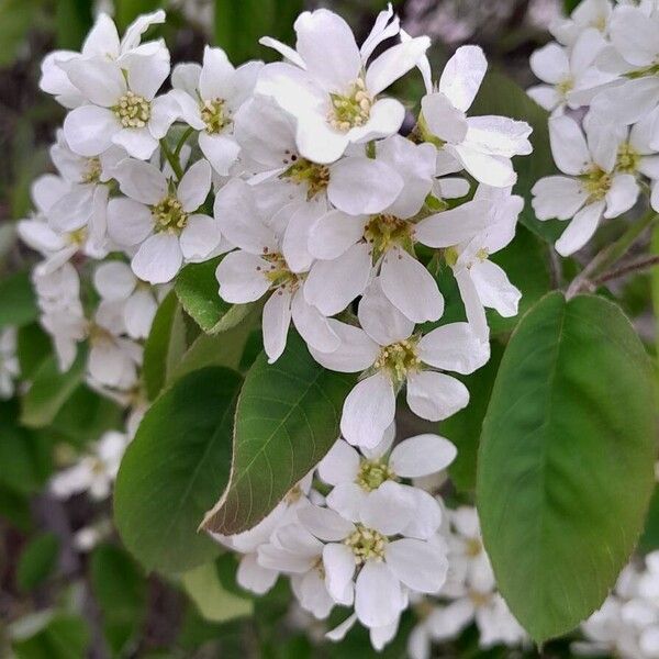 Amelanchier × lamarckii Flower