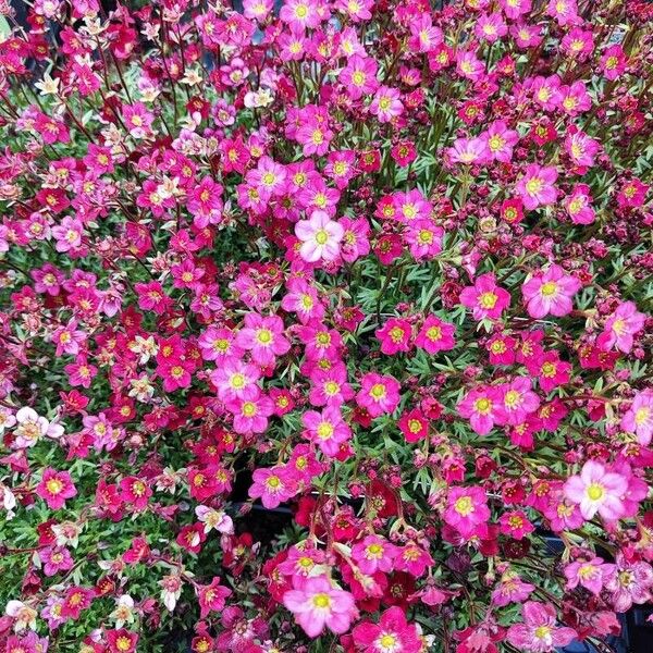 Saxifraga rosacea Кветка