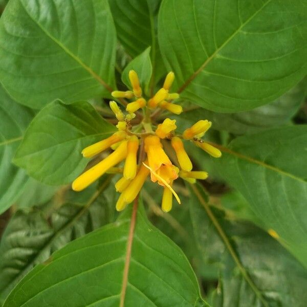 Hamelia patens 花