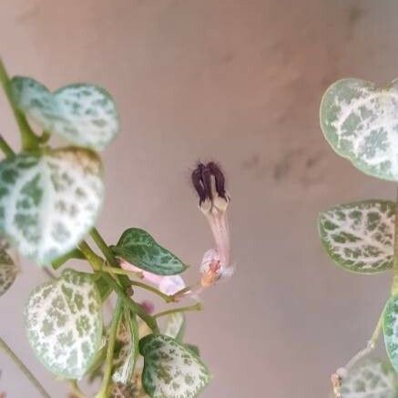 Ceropegia woodii Flower