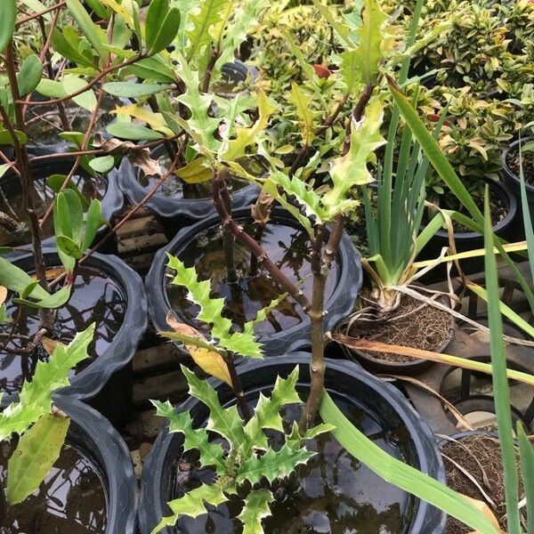 Acanthus ilicifolius Habit