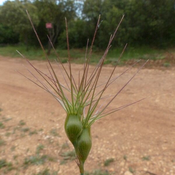 Aegilops geniculata Other