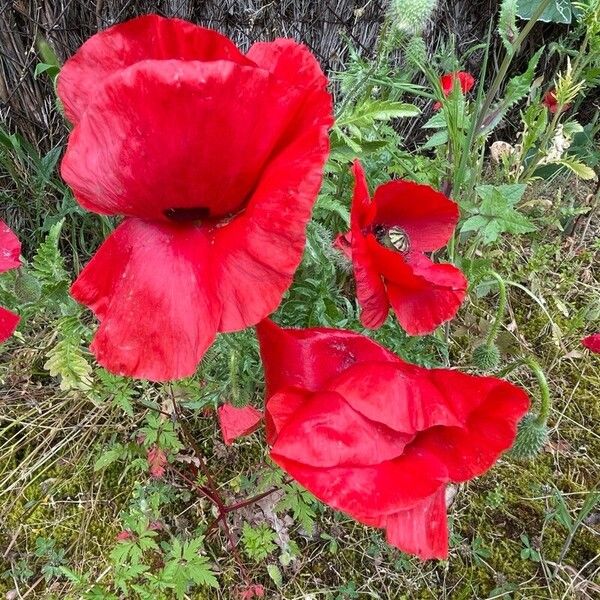 Papaver setiferum 花