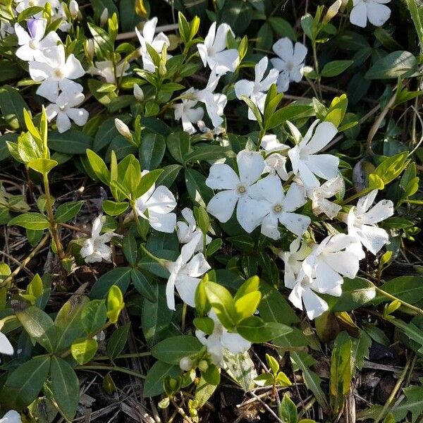 Vinca minor Flors