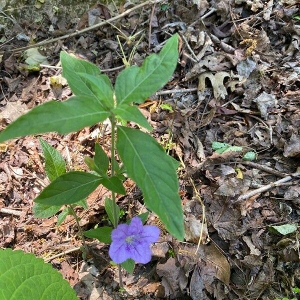 Ruellia strepens List