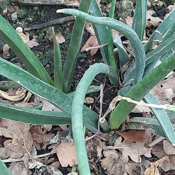 Dracaena zeylanica Leaf