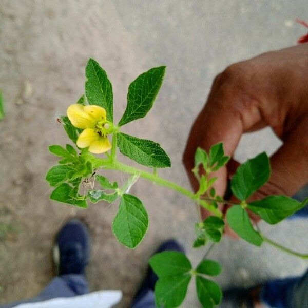 Cleome viscosa Flower