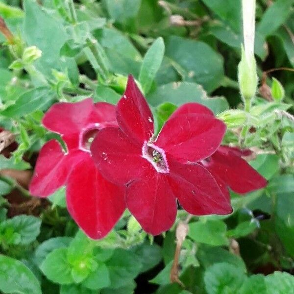 Nicotiana alata 花