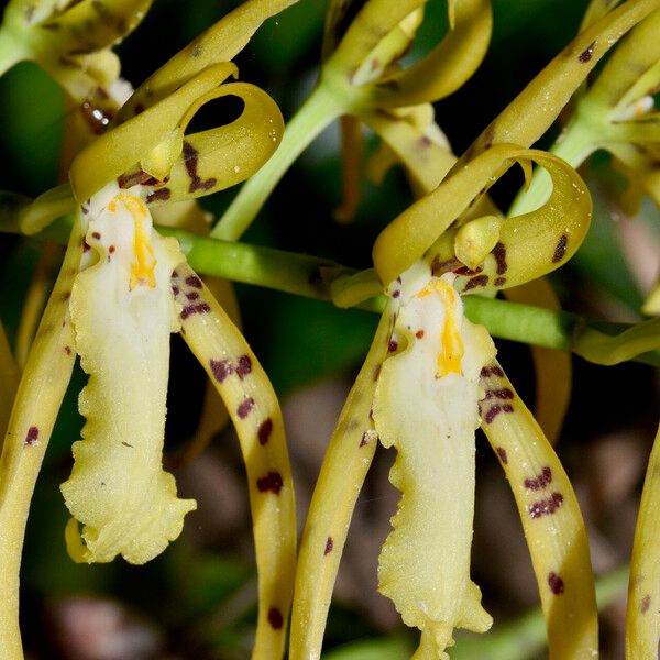 Brassia caudata Fleur