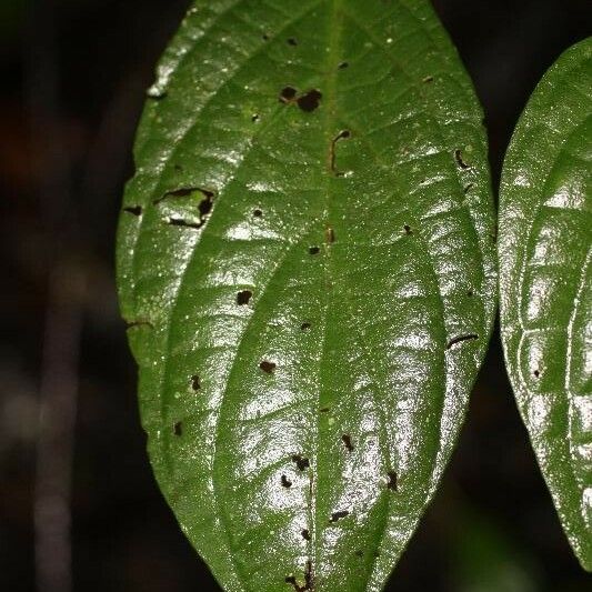 Piper hispidum Leaf