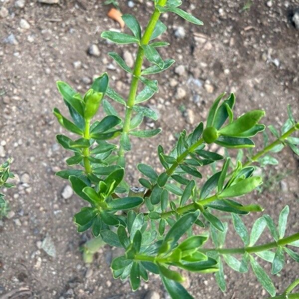 Peperomia inaequalifolia Leaf