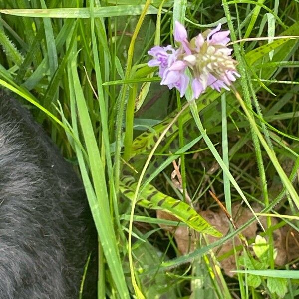 Dactylorhiza maculata Flower