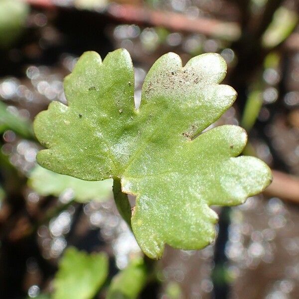 Ranunculus sceleratus Leaf