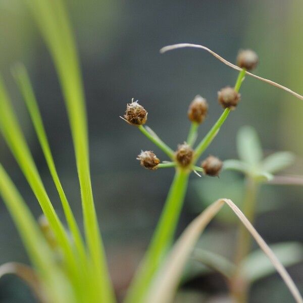 Fimbristylis dichotoma 花