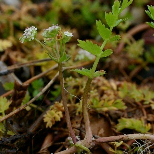 Helosciadium repens অন্যান্য