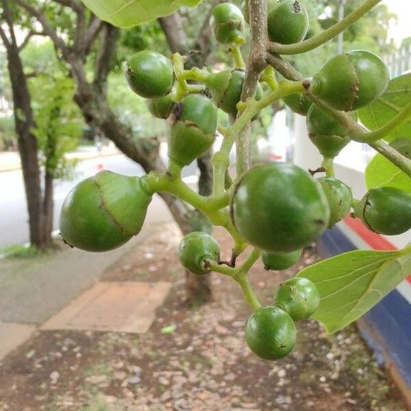 Cordia dichotoma 果實