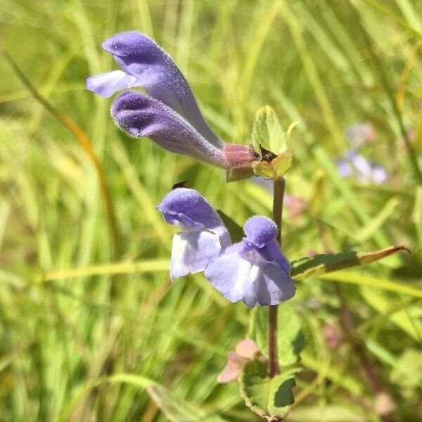 Scutellaria integrifolia 花