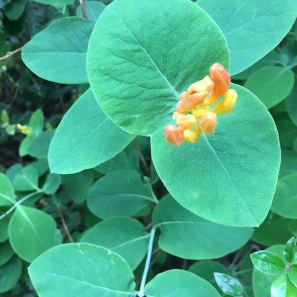 Lonicera ciliosa Deilen