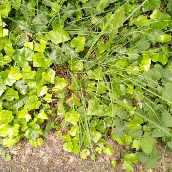 Juncus tenuis Habit