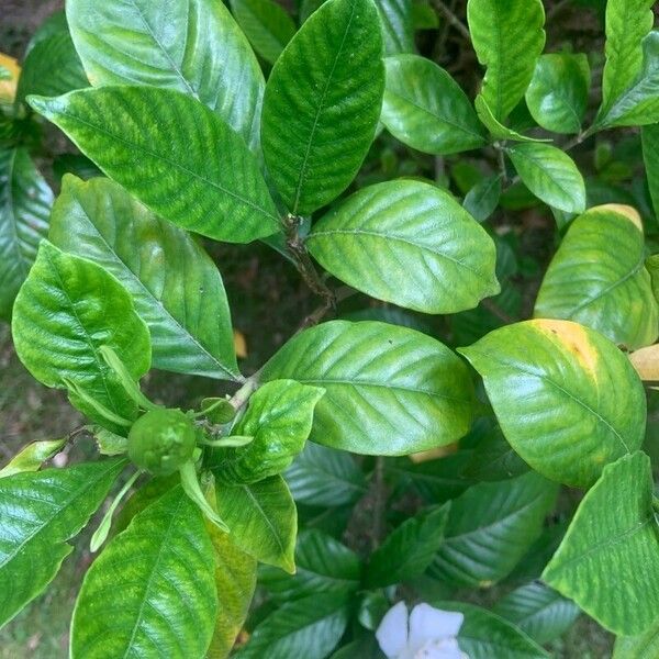 Gardenia jasminoides Leaf