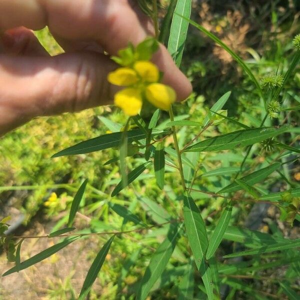 Ludwigia alternifolia Кветка