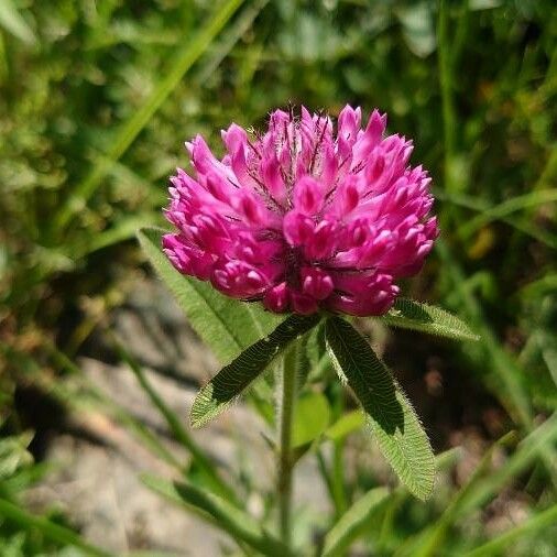 Trifolium alpestre Květ